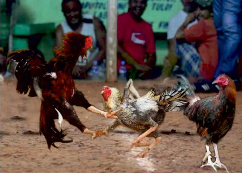 சேவல் சண்டையில் சண்டையே போடாமல் வேடிக்கை பார்த்த சேவலுக்கு ரூ.1.25 கோடி பரிசு..!