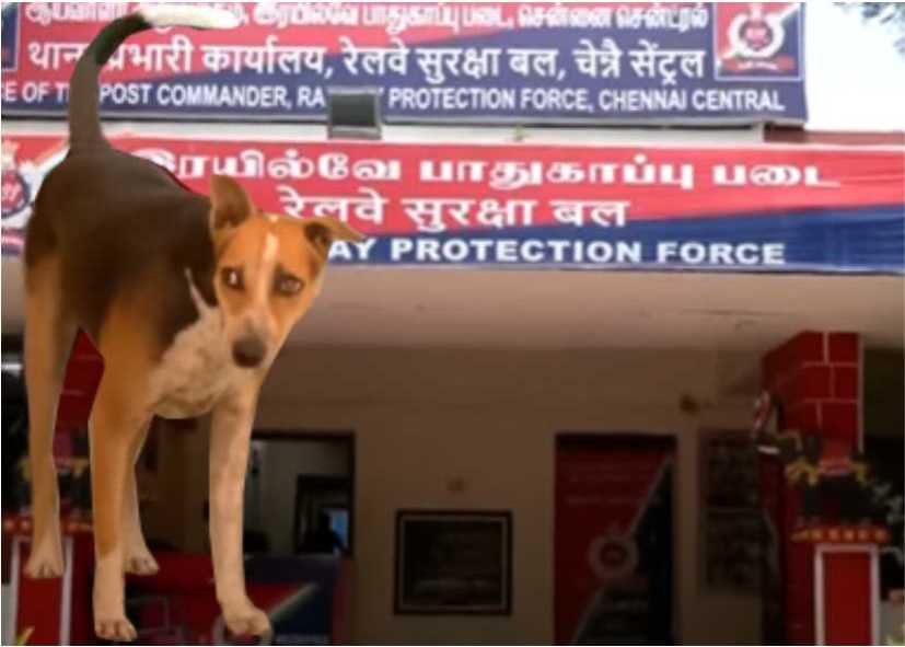 இது என்னுடைய ஏரியா..! சென்ட்ரல் ரயில் நிலையத்தை கலக்கும் டைகர்