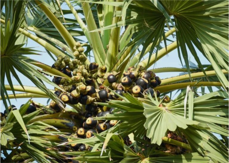 தமிழக அரசு அதிரடி பனை ஒன்று வெட்டினால் 10 மரம் நடவேண்டும்..!! ஆட்சியர் அனுமதி கட்டாயம்!!