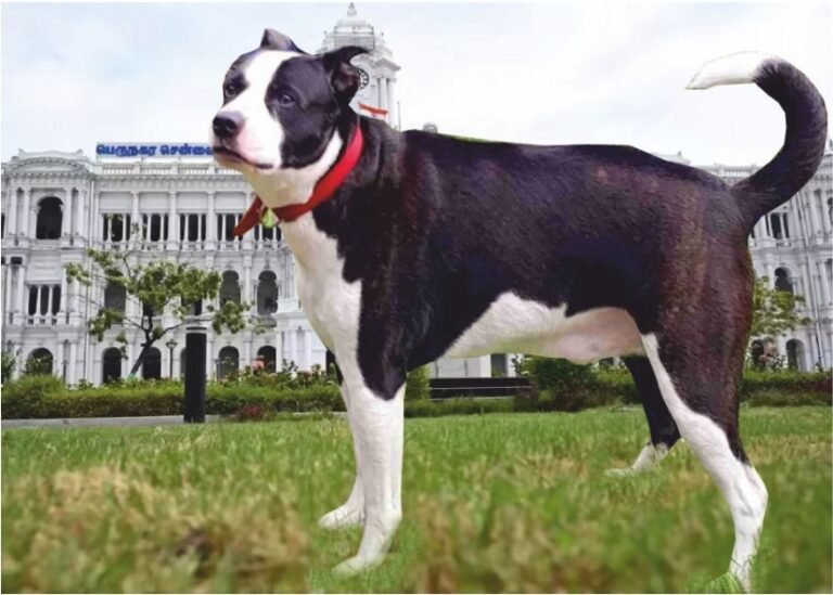 வளர்ப்பு நாய்களுக்கு 'மைக்ரோ சிப்' கட்டாயம்..!! மீறினால் ரூ.3,000 அபராதம்..!!