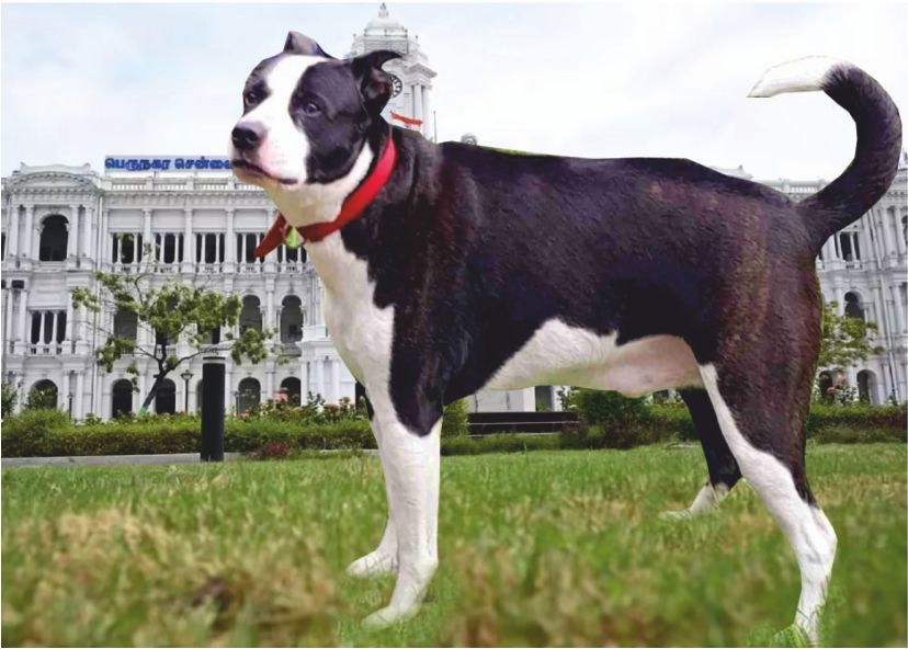 வளர்ப்பு நாய்களுக்கு 'மைக்ரோ சிப்' கட்டாயம்..!! மீறினால் ரூ.3,000 அபராதம்..!!