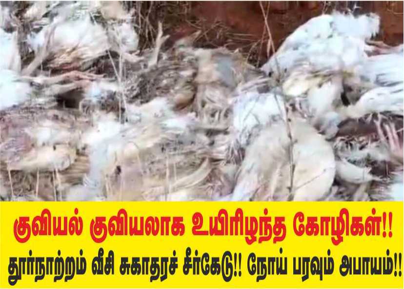 குவியல் குவியலாக உயிரிழந்த கோழிகள்...!! துர்நாற்றம் வீசி சுகாதாரச் சீர்கேடு!!