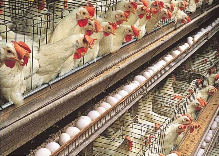 Namakkal egg producers are making money!! Egg exports are causing unprecedented prices!!