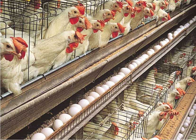 Namakkal egg producers are making money!! Egg exports are causing unprecedented prices!!